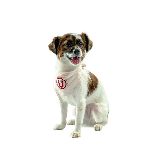 BANDANA CREMA MASCOTAS 2025