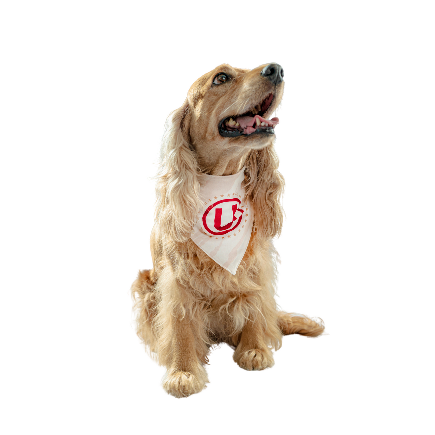 BANDANA CREMA MASCOTAS 2025