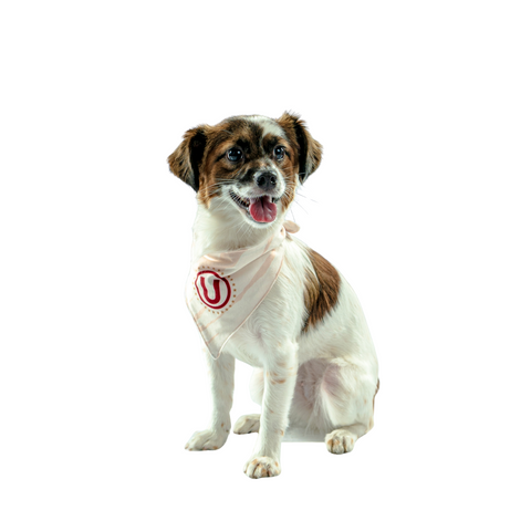 Bandana Crema Oficial Mascotas Universitario 2025 4